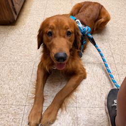 Henry - Golden Retriever