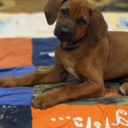 Stitch - Rd whtn blk nose female Rhodesian Ridgeback puppy in Gaffney, South Carolina from Circle D Farms
