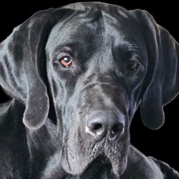 Elektra - Great Dane