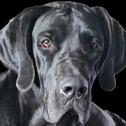 Elektra - Great Dane
