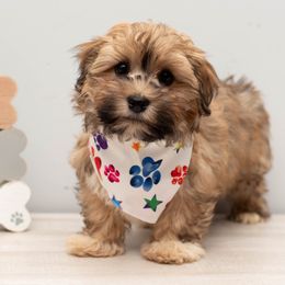 Havanese from Tiffany Taylor's Havanese
