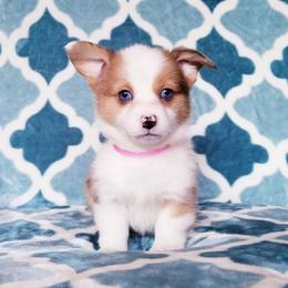 American Corgi and Pembroke Welsh Corgi Puppies from Whimsical Treasure Corgis