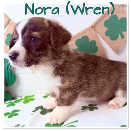 Wren(Brindle, Fluff carrier) - Brindle and white female American Corgi puppy in Scottown, Ohio from Wyndy Ridge Corgis