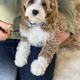 Australian Labradoodle Puppies from Sunny Day Doodles