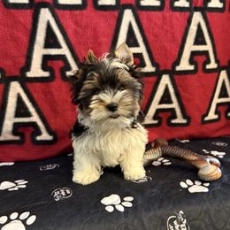 Beau - Black tan and white male Biewer Terrier puppy in Trinity, Alabama from Bama Biewers