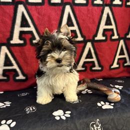 Beau - Black tan and white male Biewer Terrier puppy in Trinity, Alabama from Bama Biewers