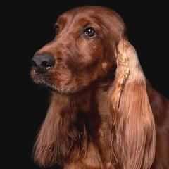 Irish Setters from Good Breeder