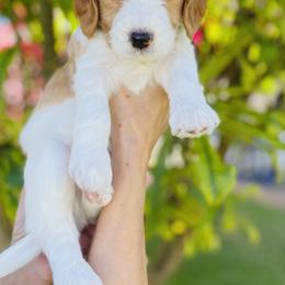 Goldendoodle Puppies from Aloha Sunset Doodles, LLC