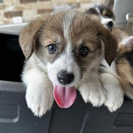 American Corgis and Pembroke Welsh Corgis from Central Texas Corgis