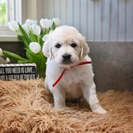 Golden Retriever Puppies from Lovasi Goldens