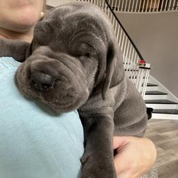 Great Dane Puppies from Starlight Danes