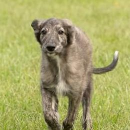 Greyhounds from Toulive Sighthounds