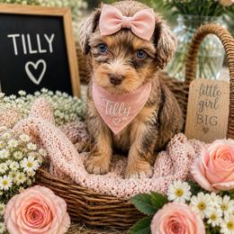 Chantilly  Tilly - Merle female Goldendoodle puppy in Aurora, Illinois from Chicago Goldendoodles