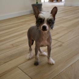 Chinese Crested Puppies from Alvarez Chinese Crested