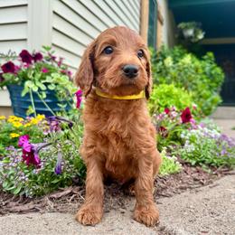 York - Red male Irish Doodle puppy in Hammond, Wisconsin from Queen of the Hill Puppies