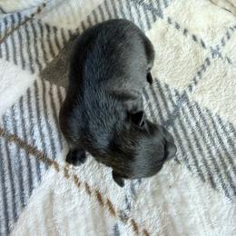 Fluffy - Wolf sable male Pomsky puppy in Doon, Iowa from Luxury Pomsky