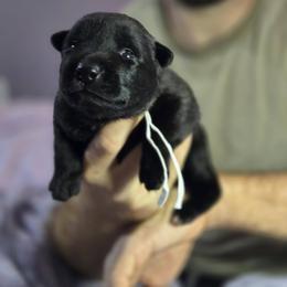 White Collar Female - Gold brindle female Dutch Shepherd puppy in Dallas, Georgia from Bluestone Creek Dutch Shepherds
