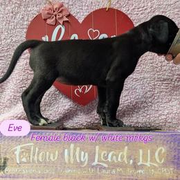 Eve - Black female Great Dane puppy in Brooksville, Florida from Follow My Lead Great Danes