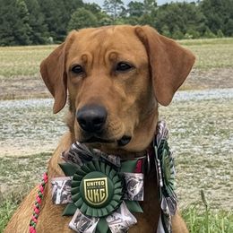 Dutchie - Labrador Retriever