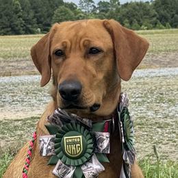 Dutchie - Labrador Retriever