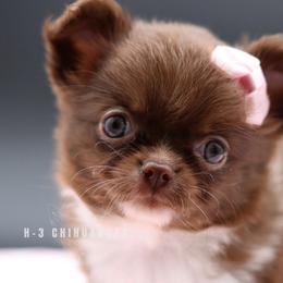 Collins - Chocolate and white female Chihuahua puppy in Tulsa, Oklahoma from H-3 Chihuahuas