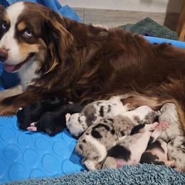Tbd - Blue merle male Australian Shepherd puppy in Wauneta, Nebraska from 4H Aussies
