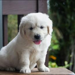 Layla - Light golden female Golden Retriever puppy in Saint Joe, Indiana from Golden Acres Farm