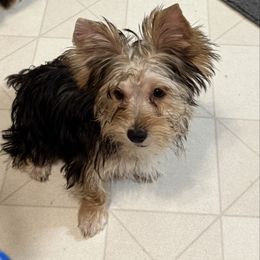 Jasper, 6 months old, had all vaccines - Black and tan male Yorkshire Terrier puppy in Lexington, North Carolina from Silver Valley Yorkies