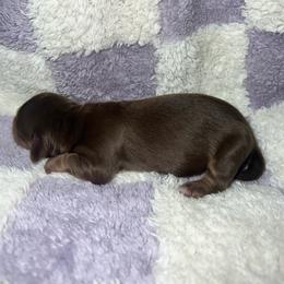 Mitch - Chocolate and cream male Dachshund puppy in La Junta, Colorado from Royal King’s Mini Dachshunds