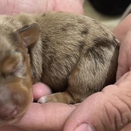 Dachshund Puppies from Silver Dach Farms