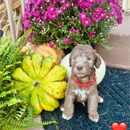 Red Collar Boy - Liver male Bedlington Terrier puppy in Leesburg, Virginia from LAMZ Bedlington Terriers