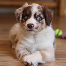 Helena - Red merle Australian Shepherd puppy in Noxon, Montana from MITIN Aussies AKC Standard Australian Shepherds