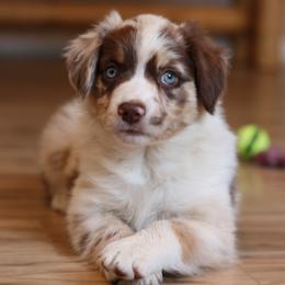 Helena - Red merle Australian Shepherd puppy in Noxon, Montana from MITIN Aussies AKC Standard Australian Shepherds