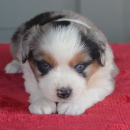 Frida - Miniature American Shepherd puppy from Vaquera's Miniature American Shepherds