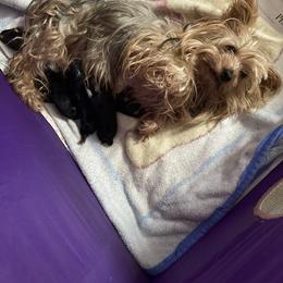 "ANGEL " Yorkshire Terrier All Grown Up from Shirley's Yorkies