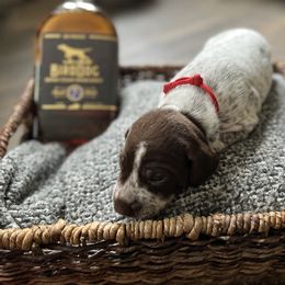 German Shorthaired Pointer Puppies from Bequest German Shorthaired Pointers