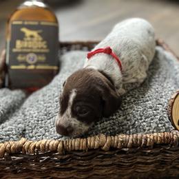 German Shorthaired Pointer Puppies from Bequest German Shorthaired Pointers
