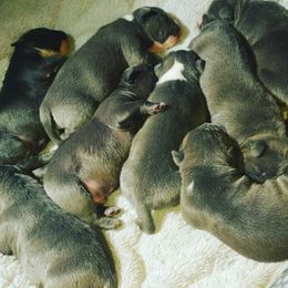 American Bully Puppies from PlayHouse Bullies