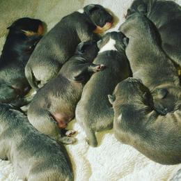 American Bully Puppies from PlayHouse Bullies