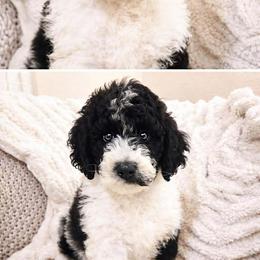Jack frost - Parti male Goldendoodle puppy in Orange Park, Florida from Evergrace Farm Doodles