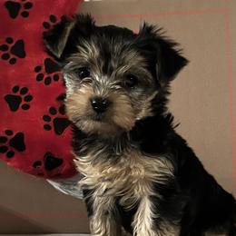 Great Danes and Yorkshire Terriers from Graham’s Danes