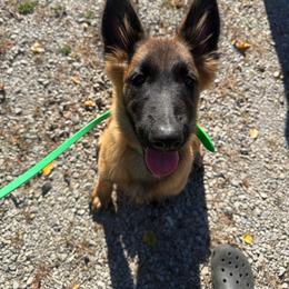 Shark - Mahogany and black male Belgian Tervuren puppy in Merrill, Michigan from Reves Vifs Belgian Shepherds