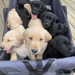 Labrador Retriever puppies from H & S Retrievers