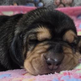 7 Orange collar - Black and brown female Basset Hound puppy in Moore, Oklahoma from Boomer Basset Hound Babies