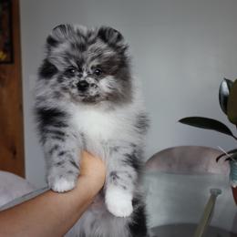 Pomeranian Puppies from Eelan’s Poms