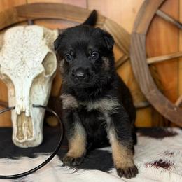 Private - Bi-color male German Shepherd puppy in Beech Grove, Arkansas from Ze Zadnich lesu