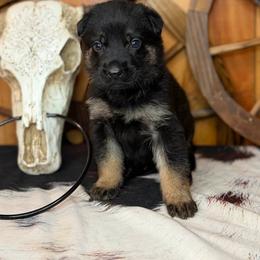 Private - Bi-color male German Shepherd puppy in Beech Grove, Arkansas from Ze Zadnich lesu