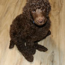 Poodle Puppies from RK'S Pets
