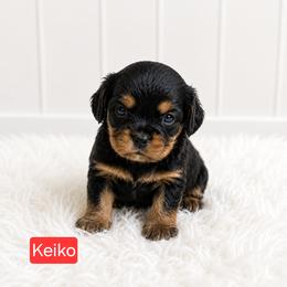 Keiko - Tri-color female Cavalier King Charles Spaniel puppy in Wahiawa, Hawaii from Kakazu King Charles Cavaliers