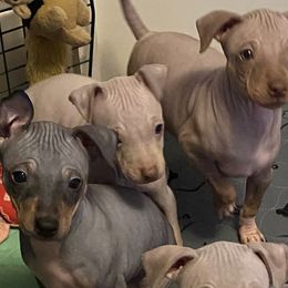 American Hairless Terriers and Doberman Pinschers from WhisperMoon Kennels